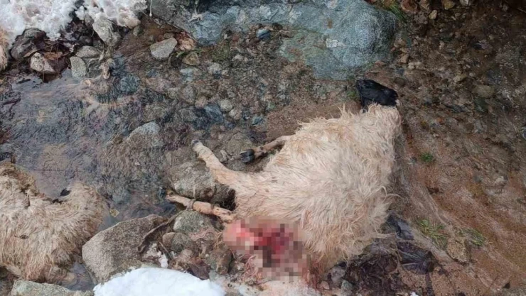 Aç kurtlar ahırdaki sürüye saldırdı: 30 küçükbaş hayvan telef oldu
