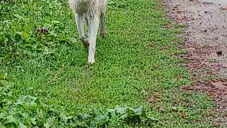 Acıkan kurt şehir merkezine indi
