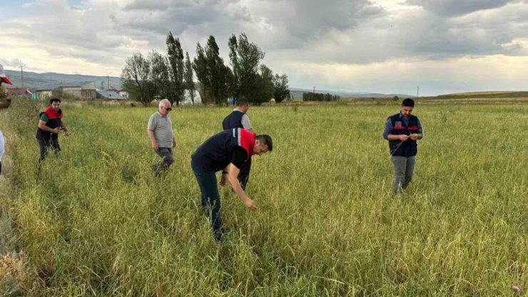 Ağrı'da etkili olan dolu tarımda zarara neden oldu