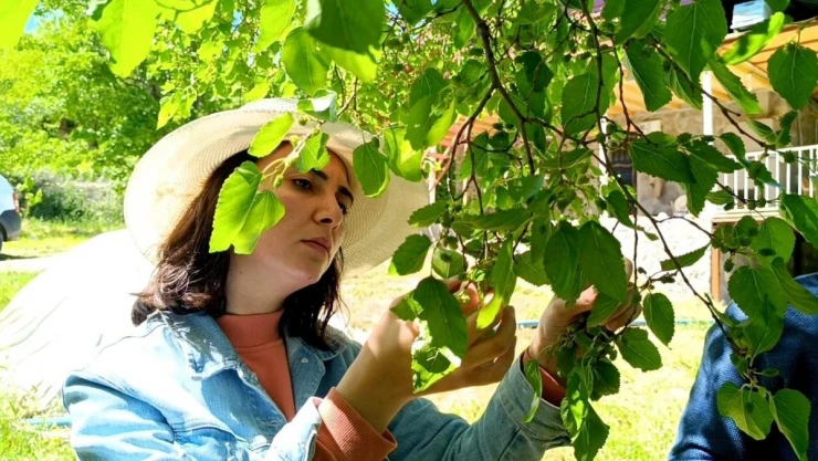 Ani sıcaklık değişimleri dutun merkezini vurdu