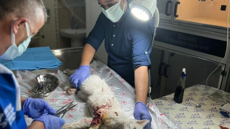 Aracın çarptığı kediye veterinerden müdahale