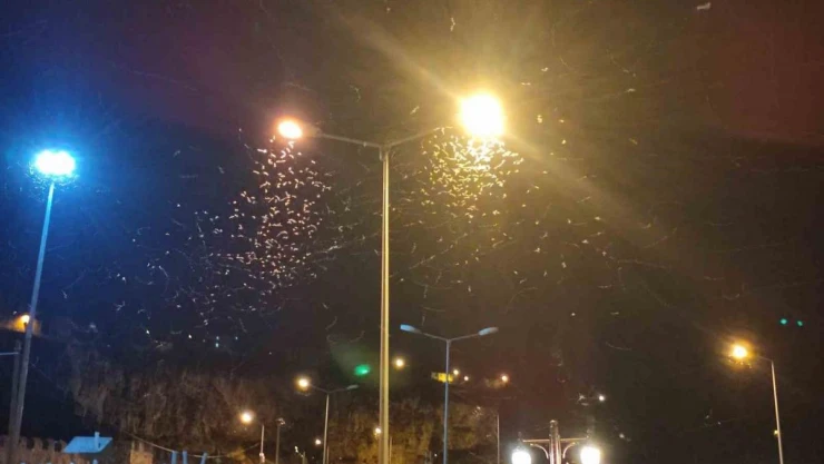 Ardahan'da kelebeklerin 'ölüm dansı' devam ediyor