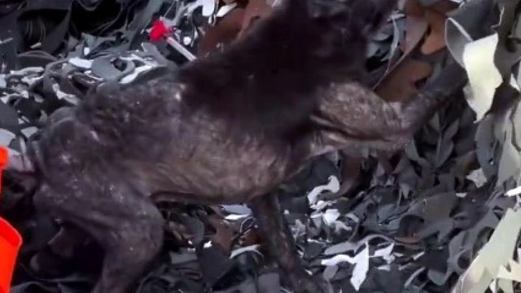 Ayağına lastik dolanan köpeğin yardımına hayvanseverler yetişti