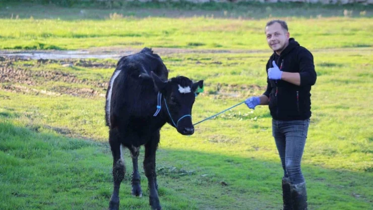 Aydın'da yürütülen 'Dişi sperma' projesi hayvancılığa can veriyor