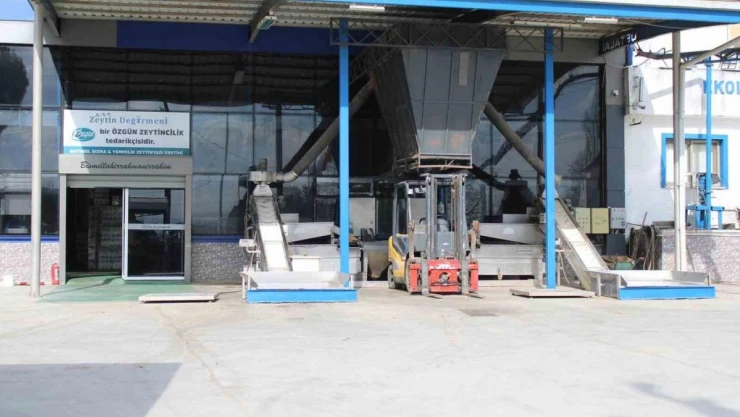 Aydın'da zeytinyağı sıkım sezonu erken bitti