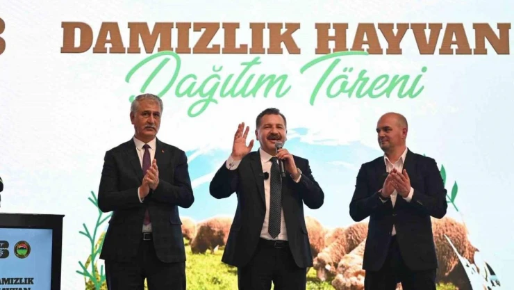 Balıkesir Büyükşehir Belediyesi, Savaştepe'de 550 küçükbaş dağıttı