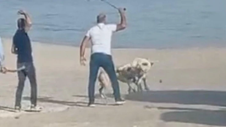 Başı boş köpeklerin kavgasını vatandaşlar sopa ile ayırdı