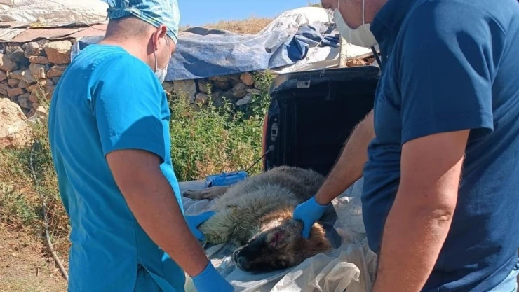 Belediye ekipleri yaralı çoban köpeği için harekete geçti