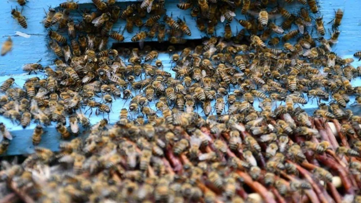 Beytüşşebap'ta arılar kış uykusundan uyandı, üretici verimden umutlu