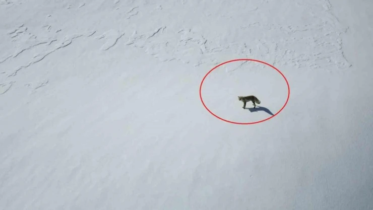 Beytüşşebap'ta tilkinin dron ile imtihanı