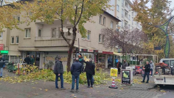 Bingöl'de ağaçlar budanıyor