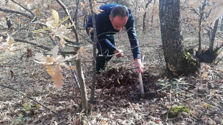 Bitkilerde faydalı ve zararlı organizma tespiti yapıldı