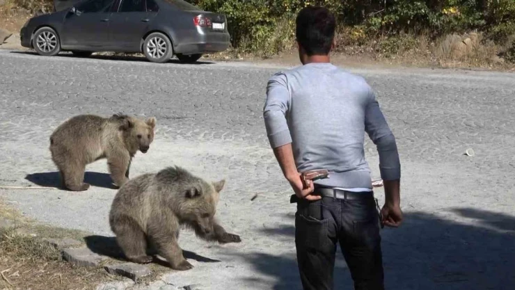 Bitlis'te ayılar kovaladı, vatandaşlar kaçtı