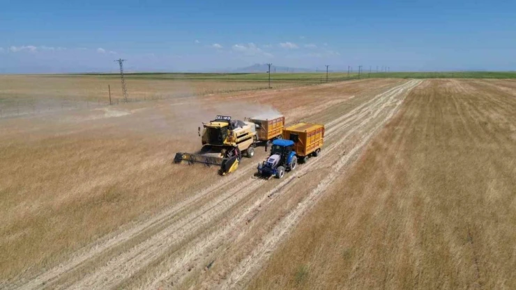 Bitlis'te buğday hasadı başladı
