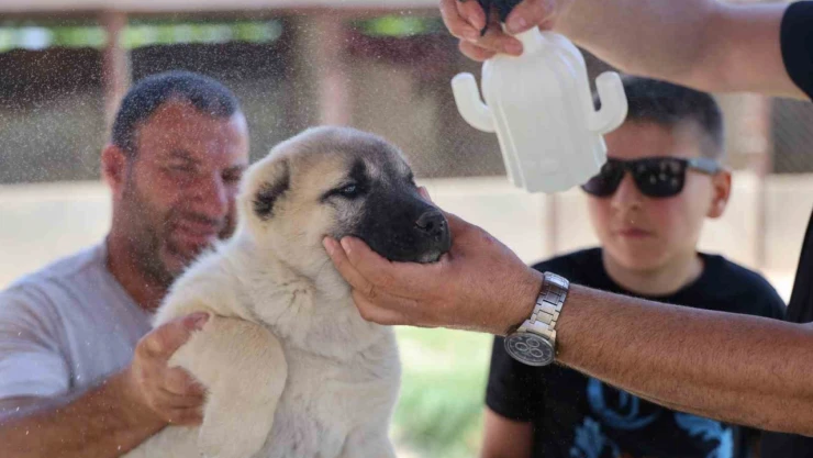 Bölgenin kabusu olan kenelerden korunmak için doğal karışım hazırladı