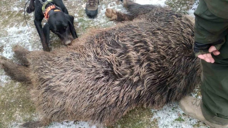 Bu dönemde yaban domuzu ile mücadele yasak