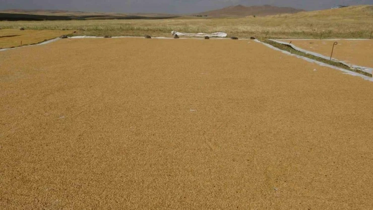 Buğdayın tarladan değirmene yolculuğu