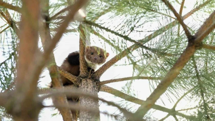 Çatak'ta okulun bahçesine giren gelincik heyecan yaşattı
