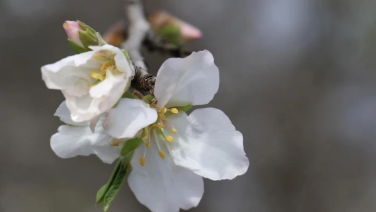 Cemre havaya düştü