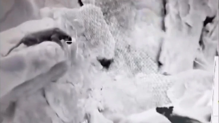 Cudi Dağı'nda Anadolu parsı ile sırtlanların kavgası