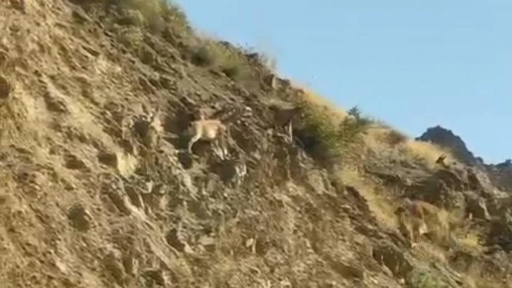 Dağ keçileri Sümbül Mahallesi'ni mesken tuttu