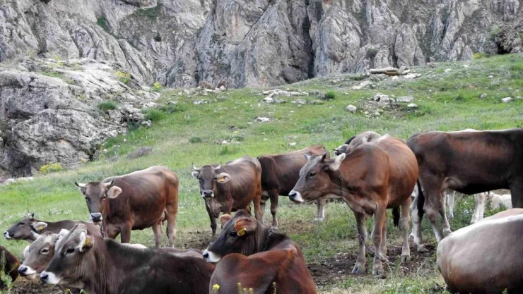 Dağ keçileriyle inek sürüsü bir arada
