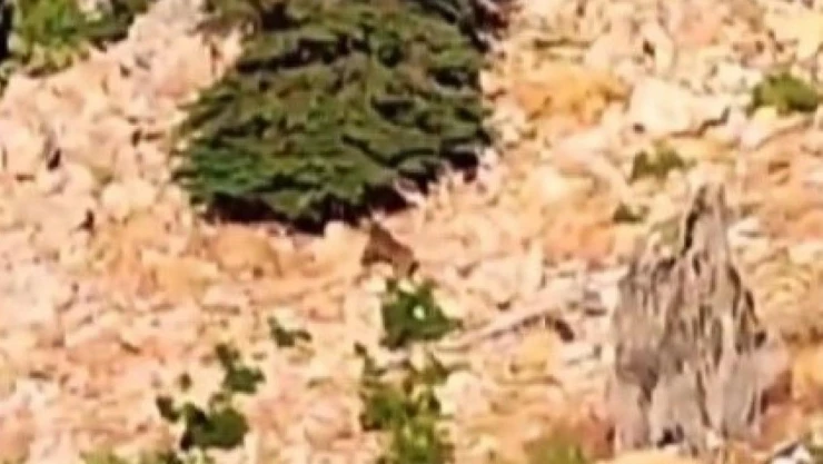 Dağda gezinen ayılar kamerada