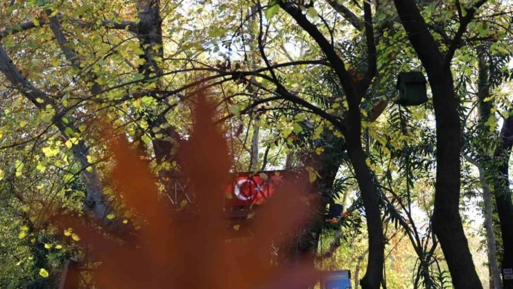 Dağılcak Tabiat Parkı'nda asırlık çınarlar görsel şölen oluşturdu