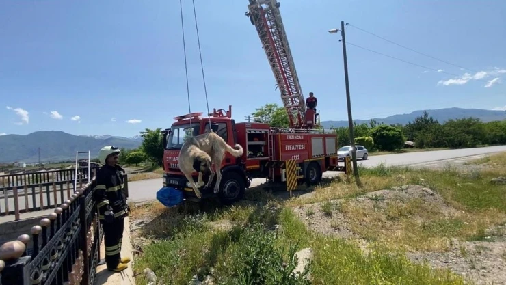 Dere yatağına düşen köpeği itfaiye kurtardı