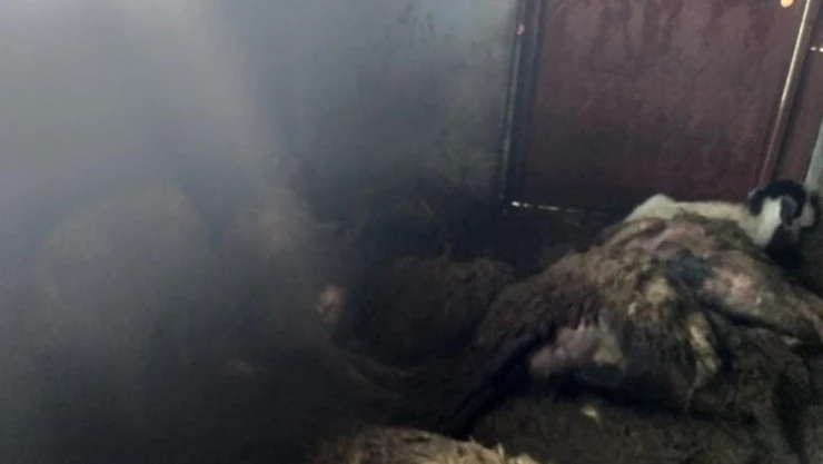 Devlet destekli alınan sürüye kurt dadandı: 35 koyun telef oldu