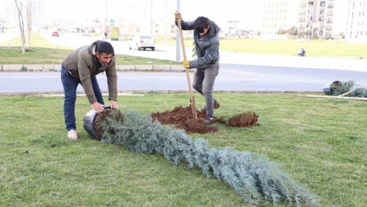 Diyarbakır'da ağaçlandırma çalışması