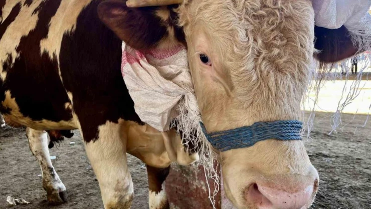 Doğudan batıya kurban sevkiyatı düştü