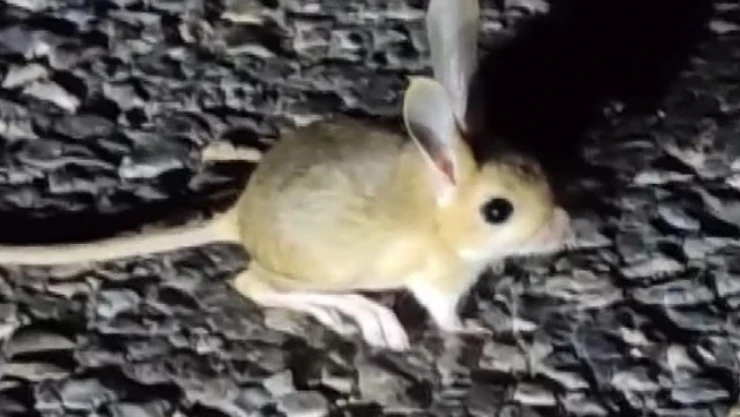 Dünyada kırmızı listede bulunan Arap tavşanı Tunceli'de görüntülendi