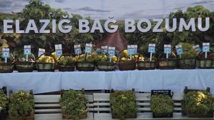 Elazığ'da 17'nci Bağ Bozumu Festivali gerçekleştirildi