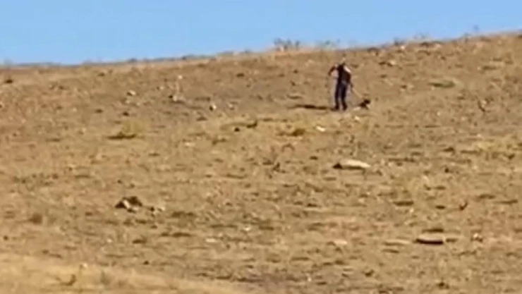 Elazığ'da toplanan sokak köpekleri Hayvan Bakımevi ve Rehabilitasyon Merkezi'nde kontrol altına alınıyor