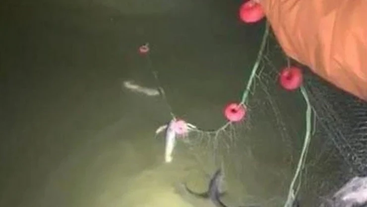 Erciş'te kaçak avlanan 200 kilo canlı balık yeniden suya bırakıldı