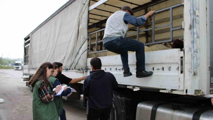 Erzincan'da kurbanlık sevkine sıkı denetim