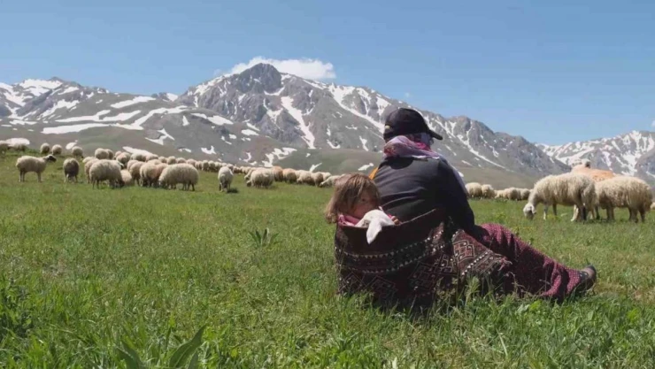 Erzincan'da meralar küçükbaş hayvanlarla şenlendi