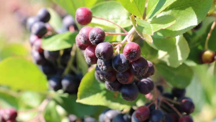Erzincan'ın aronya üretimi ilgi görüyor