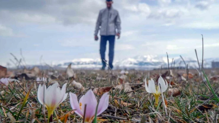 Erzurum'da baharın müjdecisi çiğdemler açtı