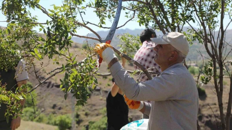 Genç'te menengiç ağaçlarına aşılama yapıldı
