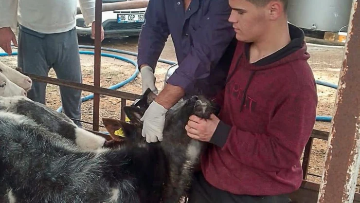 Güzelyur'ta aşılama çalışmaları tamamlandı