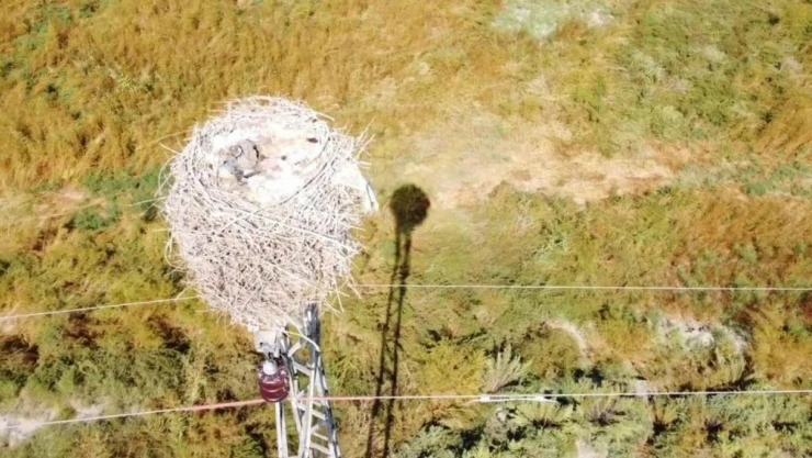 Havaların soğuması ile göçe başlayan leyleklerin yuvası boş kaldı