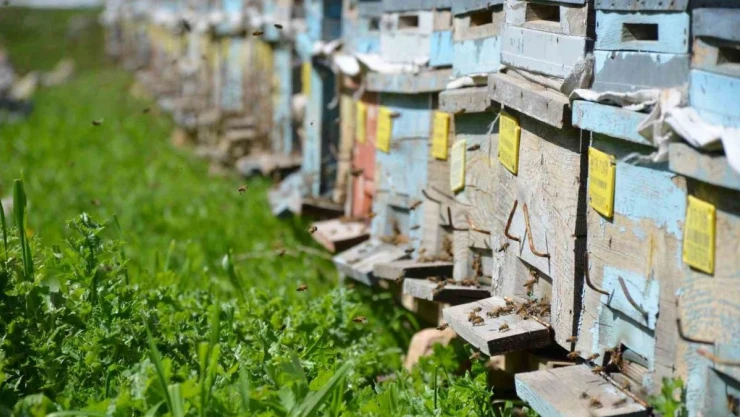 Huzur ortamının sağlandığı Şırnak'ta arıcılar yılda 800 ton bal üretiyor