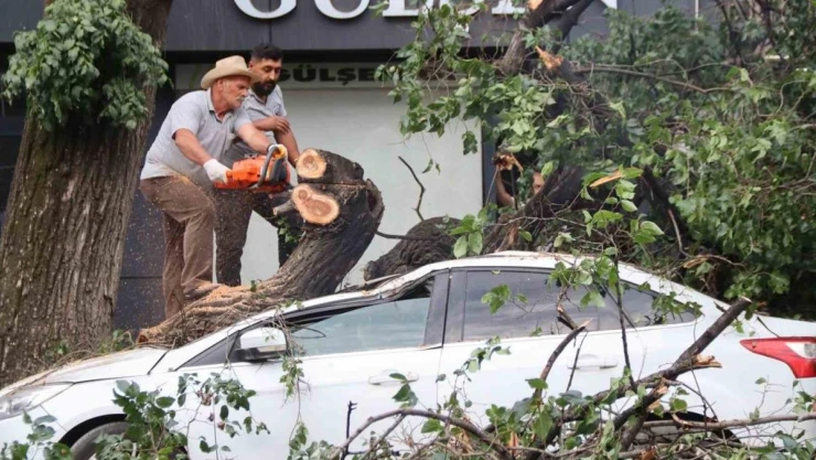 Iğdır'da faciadan dönüldü: Asırlık ağaç aracın üzerine devrildi