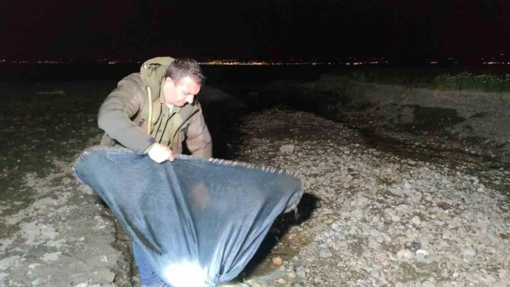 İnci kefali için gece denetimi