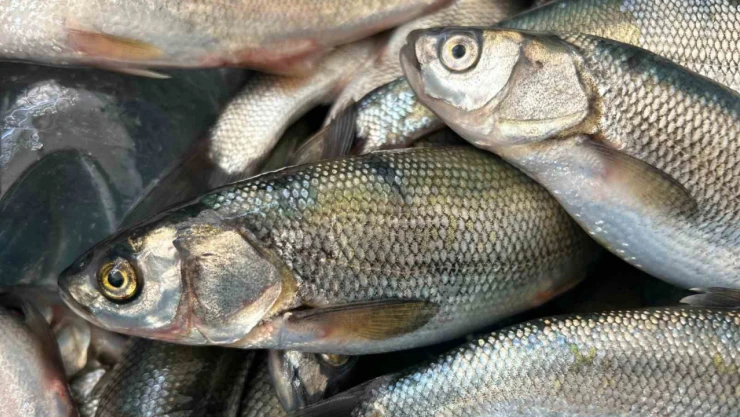 İnci kefali tezgâhlarda yerini aldı