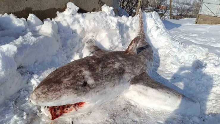 Kardan 'köpek balığı' yaptı