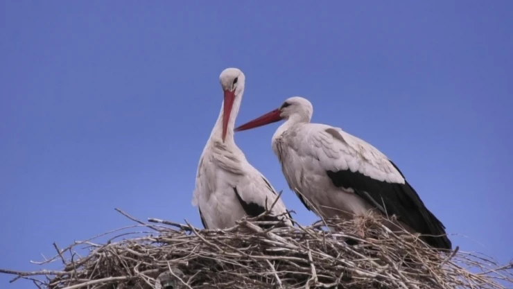Kars'a baharın müjdecisi leylekler geldi