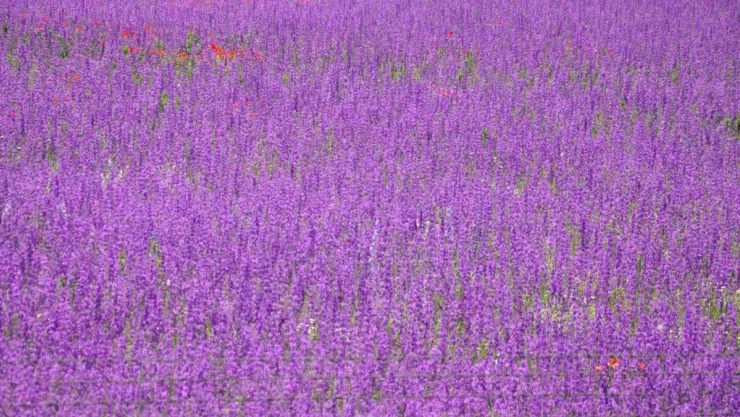 Kars'ta lavanta bahçesi büyülüyor